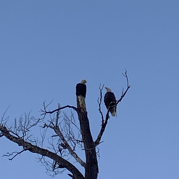 Meet your Posher, Lisa - Picture 3 of 5